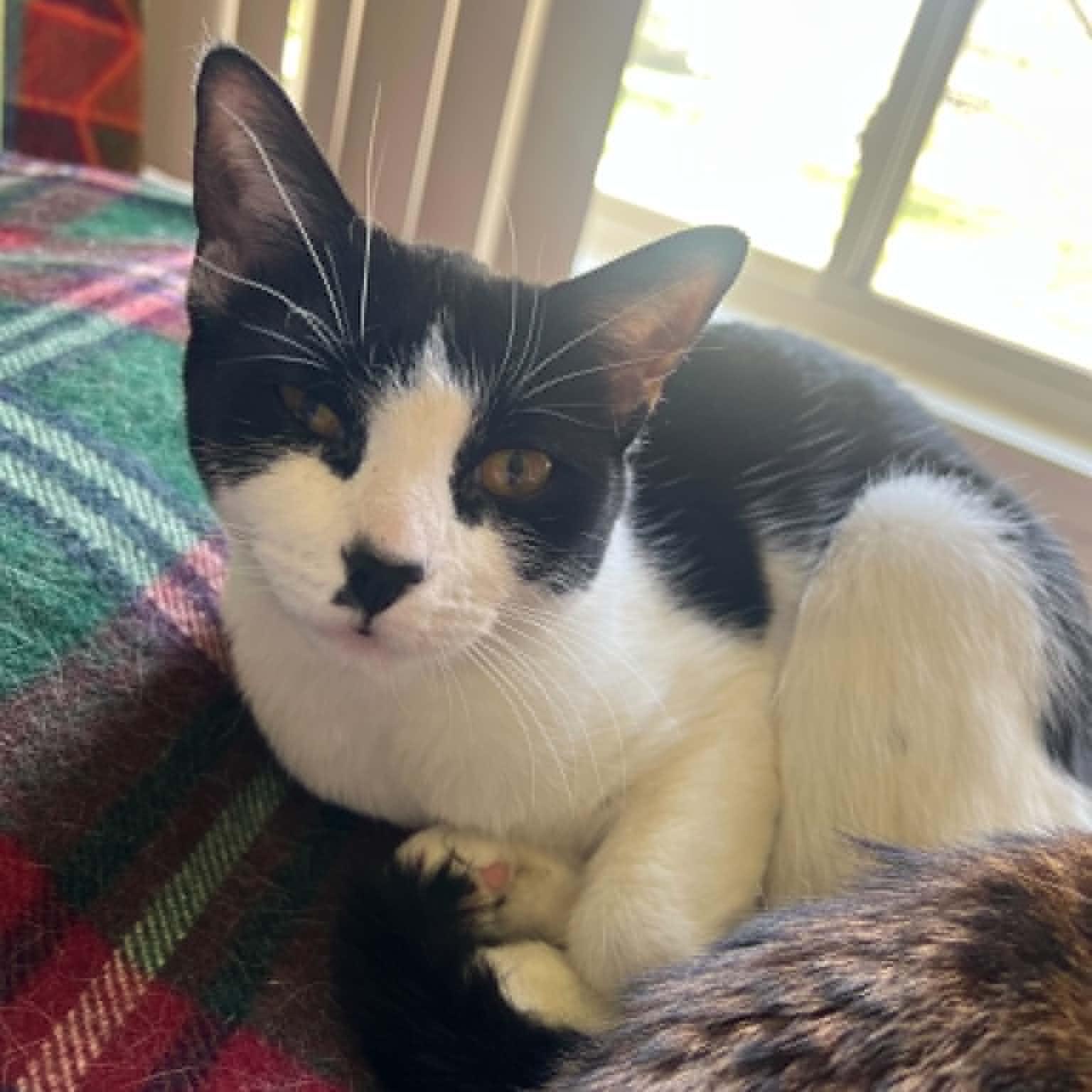 Moochie, a ADOPTABLE Domestic Short Hair in Royal Oak, MI image 4/5