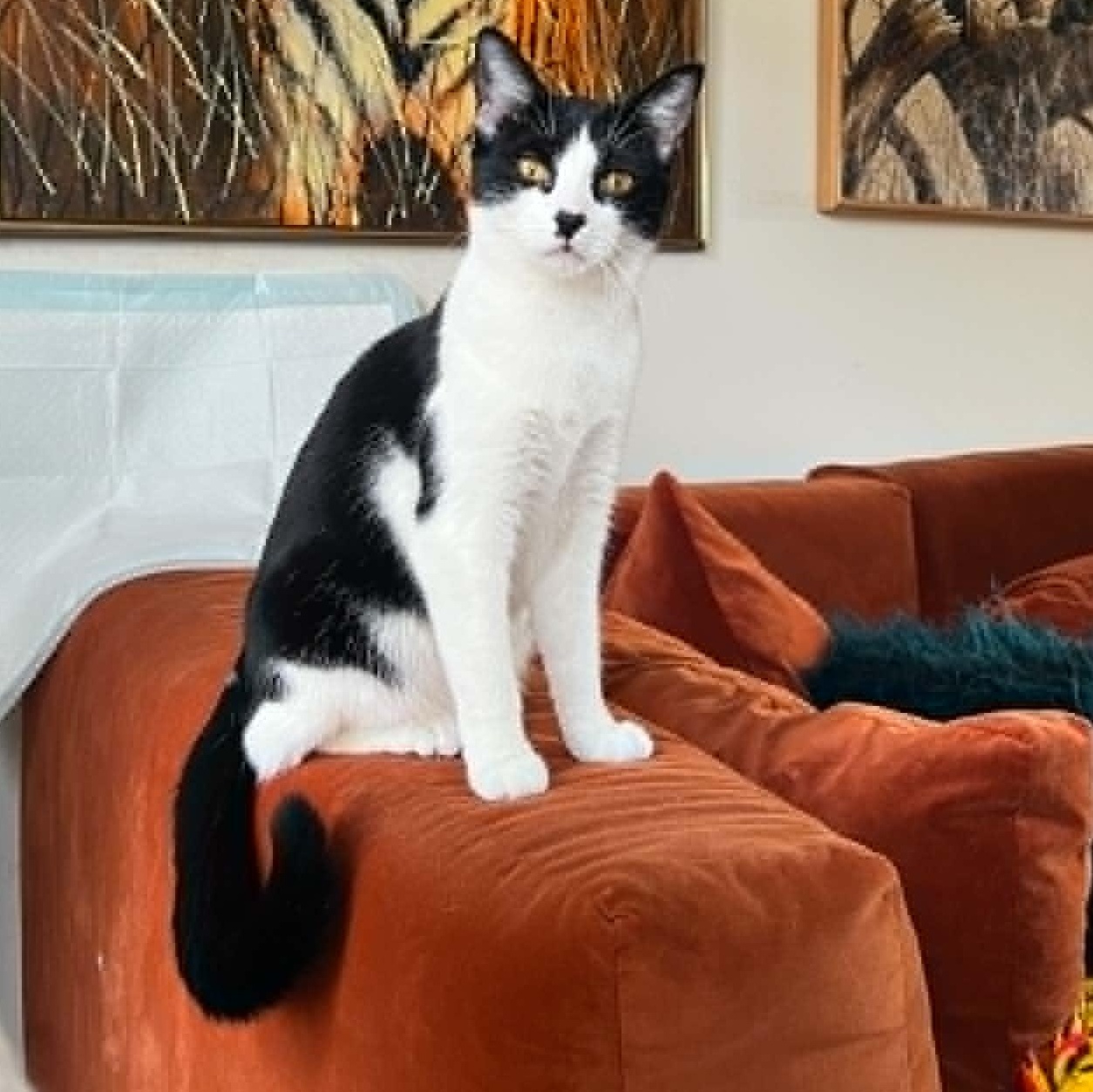 Moochie, ADOPTABLE, Young Female Domestic Short Hair.