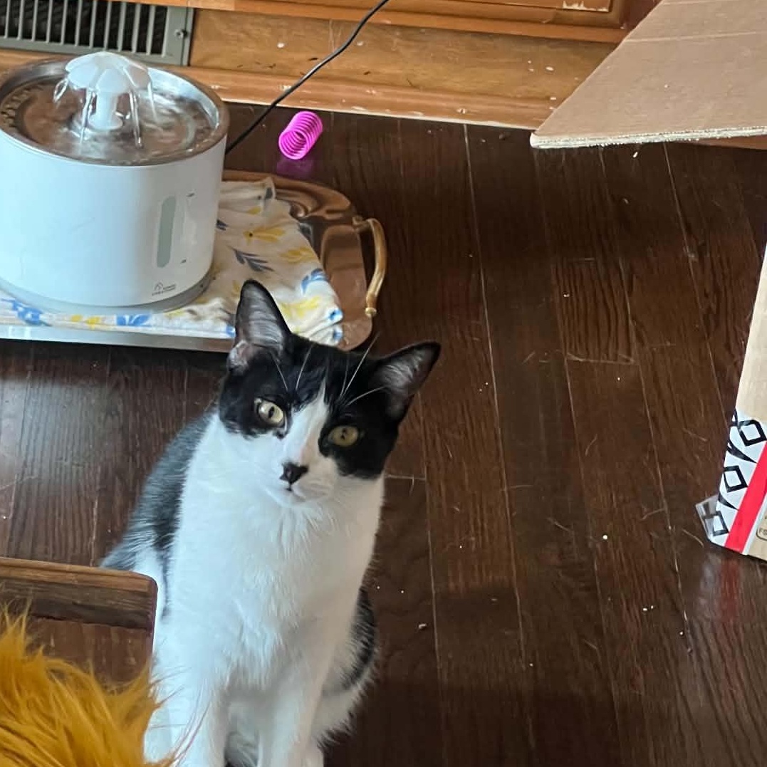 Enlarge Moochie, a Adoptable Domestic Short Hair in Royal Oak, MI image 1/6