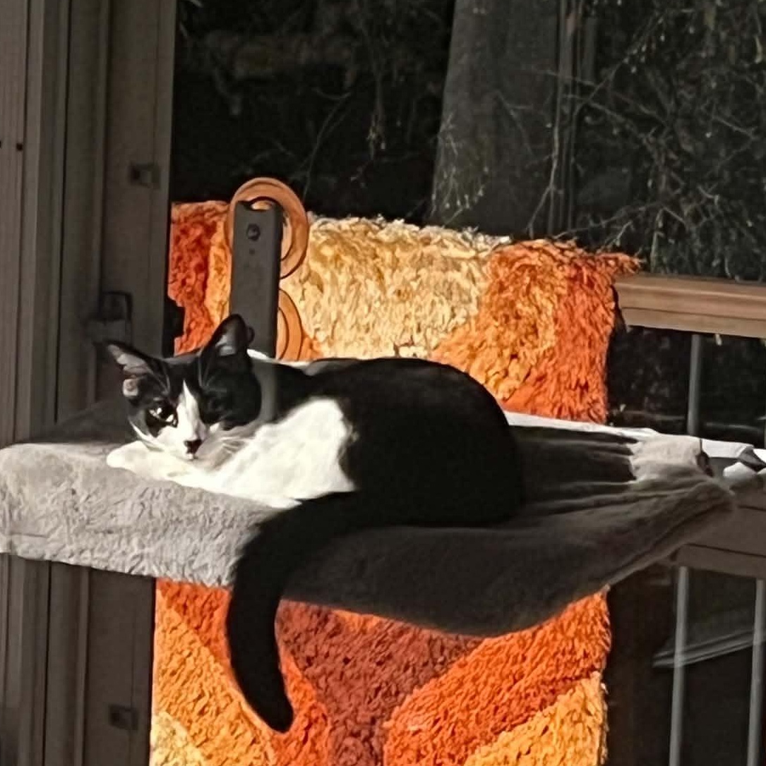 Enlarge Moochie, a Adoptable Domestic Short Hair in Royal Oak, MI image 4/6
