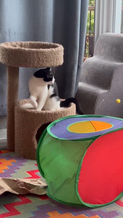 Enlarge Moochie, a Adoptable Domestic Short Hair in Royal Oak, MI video 6/6
