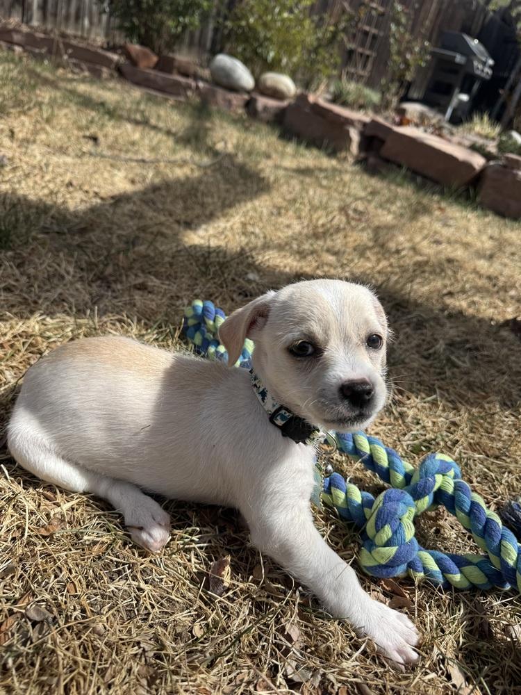 Enlarge Hopper, a Adoptable mixed breed in Denver, CO image 1/5