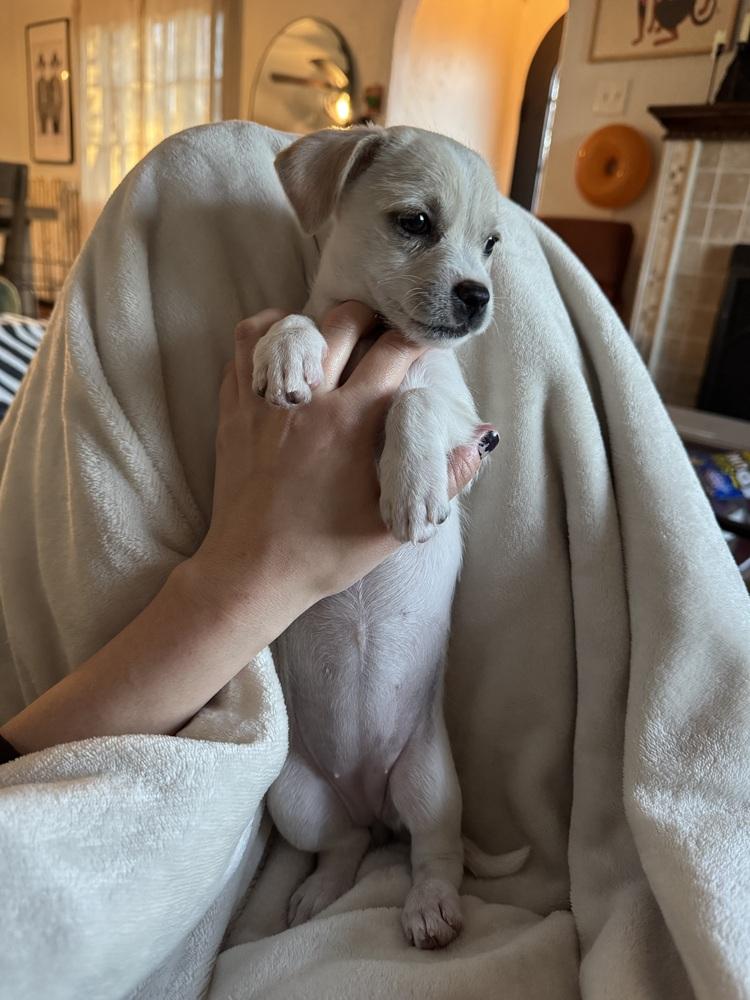 Enlarge Hopper, a Adoptable mixed breed in Denver, CO image 2/5