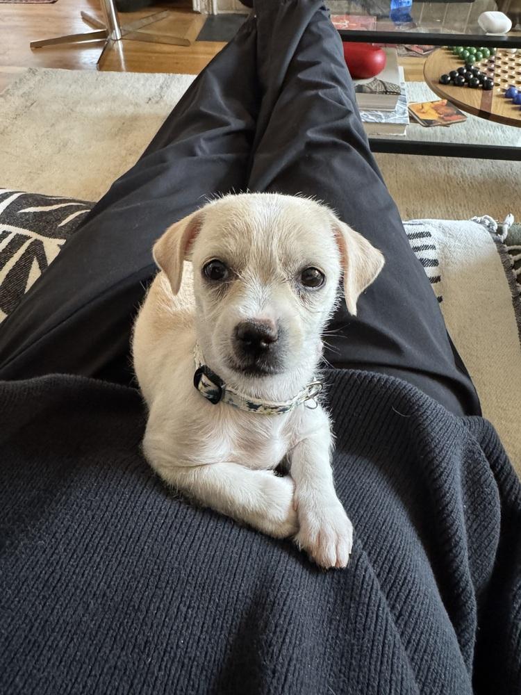 Enlarge Hopper, a Adoptable mixed breed in Denver, CO image 3/5