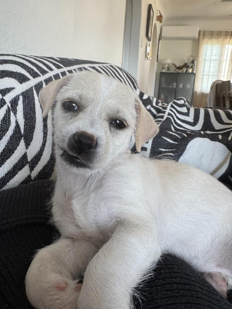 Enlarge Hopper, a Adoptable mixed breed in Denver, CO image 4/5