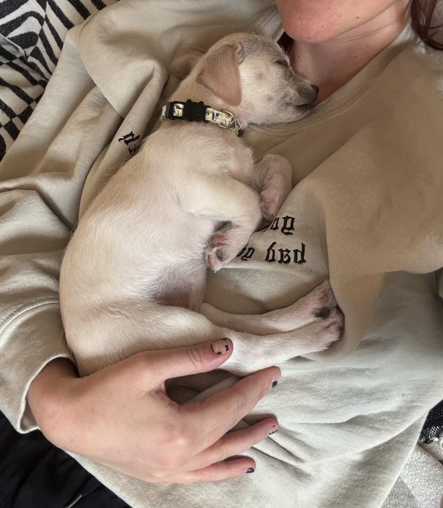 Hopper, Adoptable, Puppy Female Chihuahua.