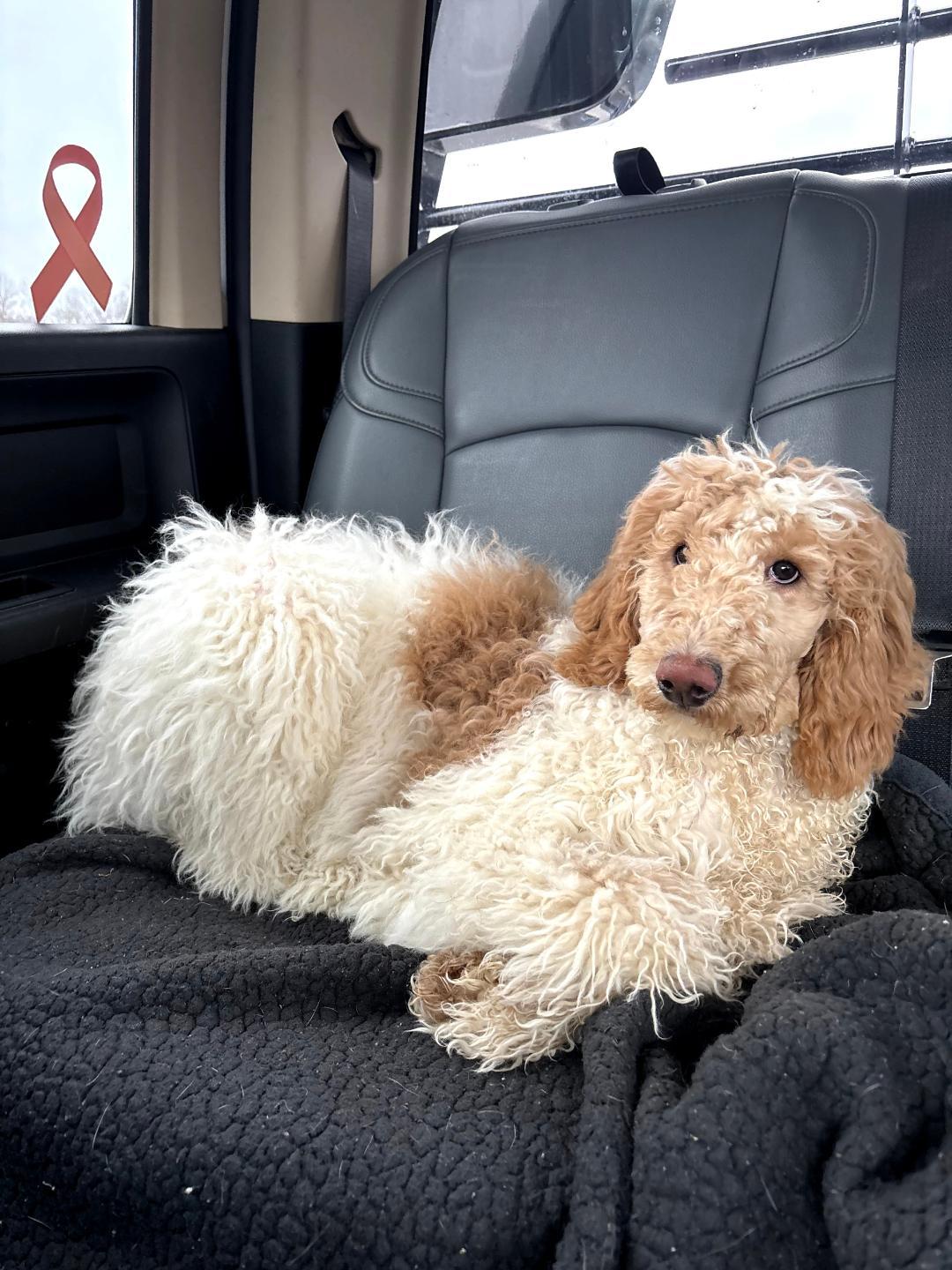 Enlarge Diamond, a ADOPTABLE Standard Poodle in Franklinville, NJ image 1/1