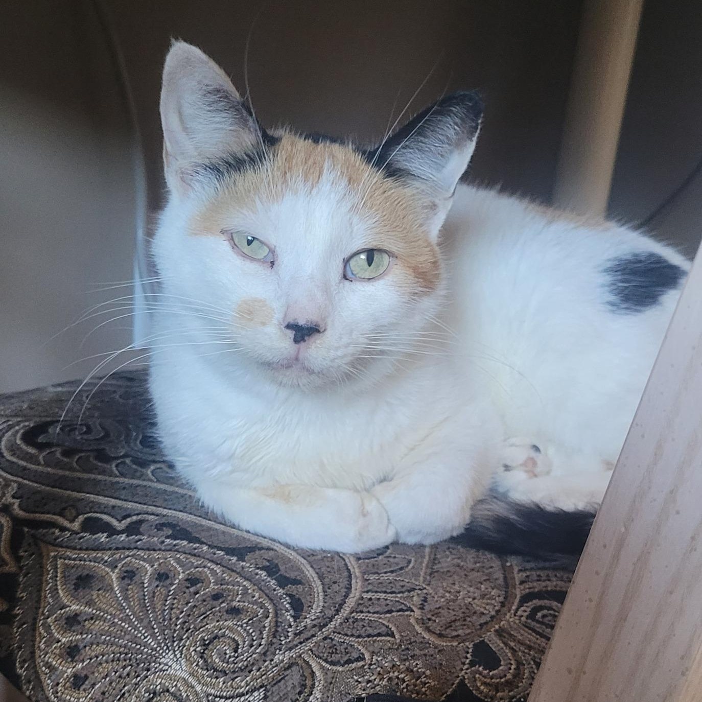 MERCEDES (bonded with BERT), a Adoptable Domestic Short Hair in Tillsonburg, ON image 2/6