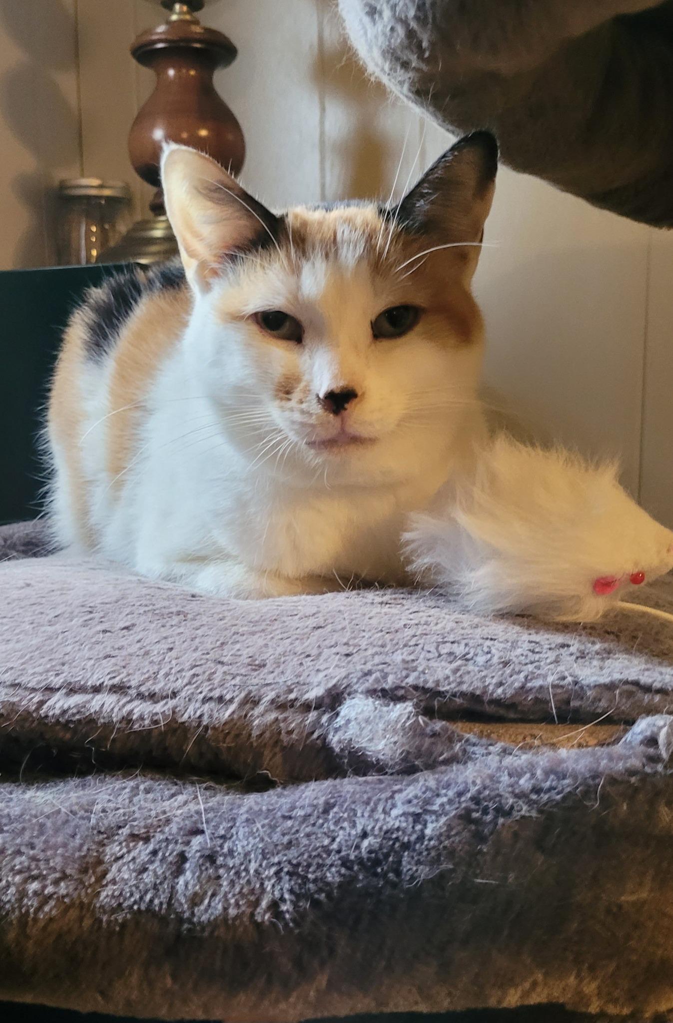 MERCEDES (bonded with BERT), a Adoptable Domestic Short Hair in Tillsonburg, ON image 5/6