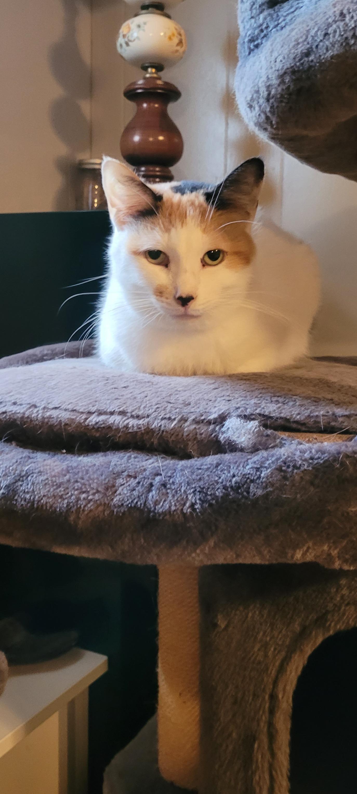 MERCEDES (bonded with BERT), a Adoptable Domestic Short Hair in Tillsonburg, ON image 4/6