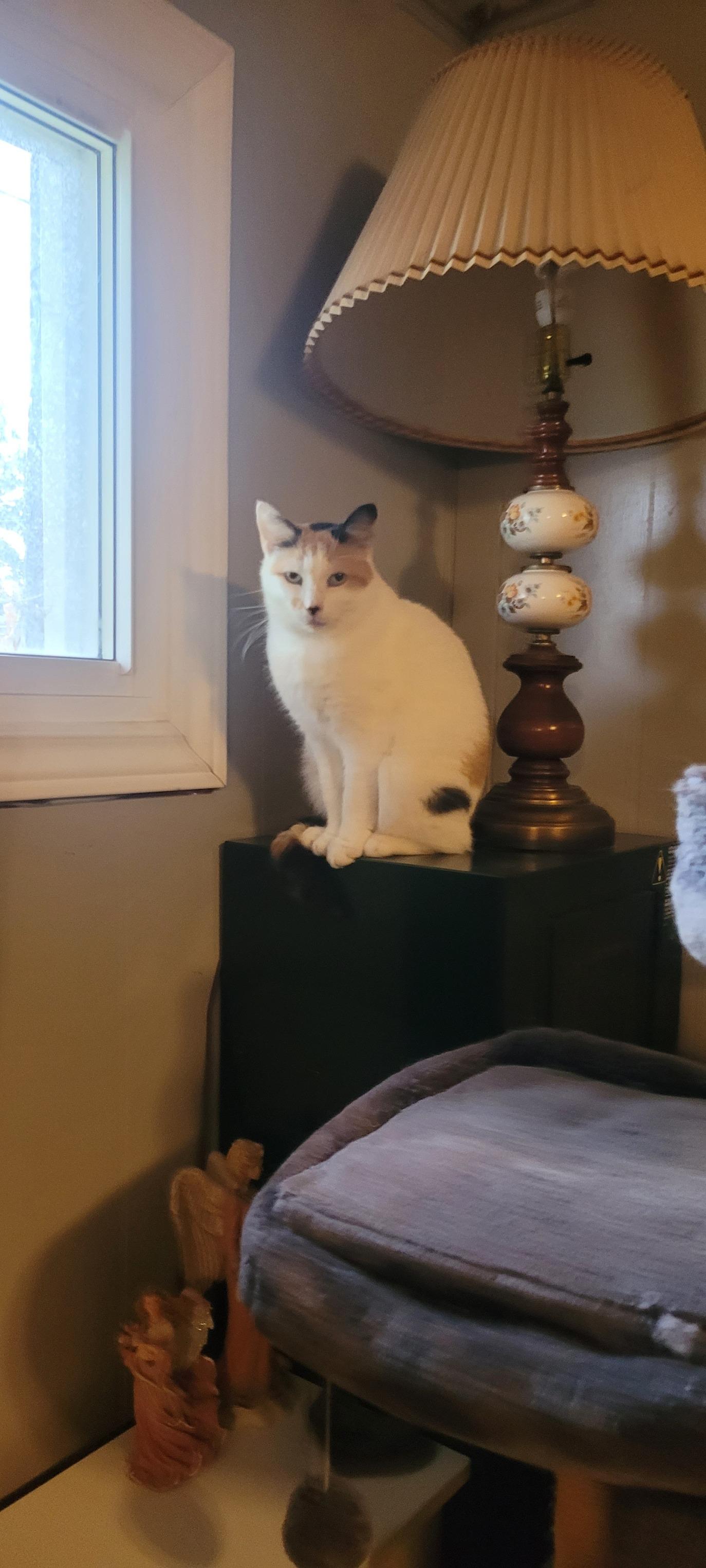 MERCEDES (bonded with BERT), a Adoptable Domestic Short Hair in Tillsonburg, ON image 3/6