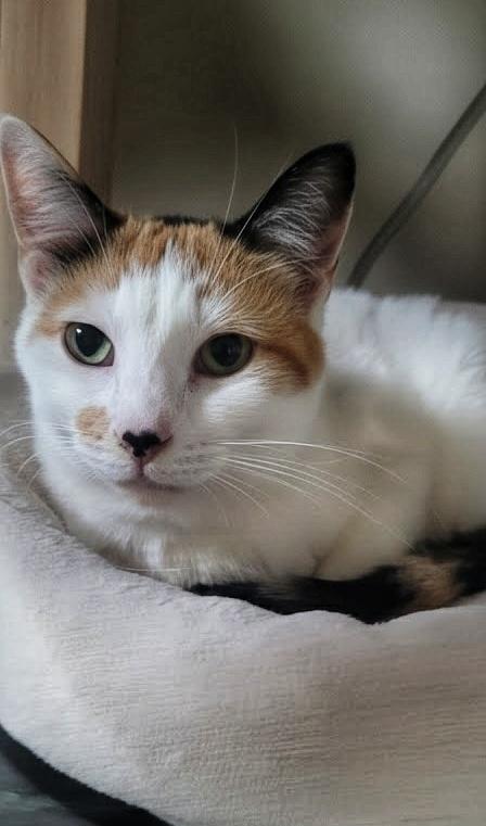 MERCEDES (bonded with BERT), a Adoptable Domestic Short Hair in Tillsonburg, ON image 1/6