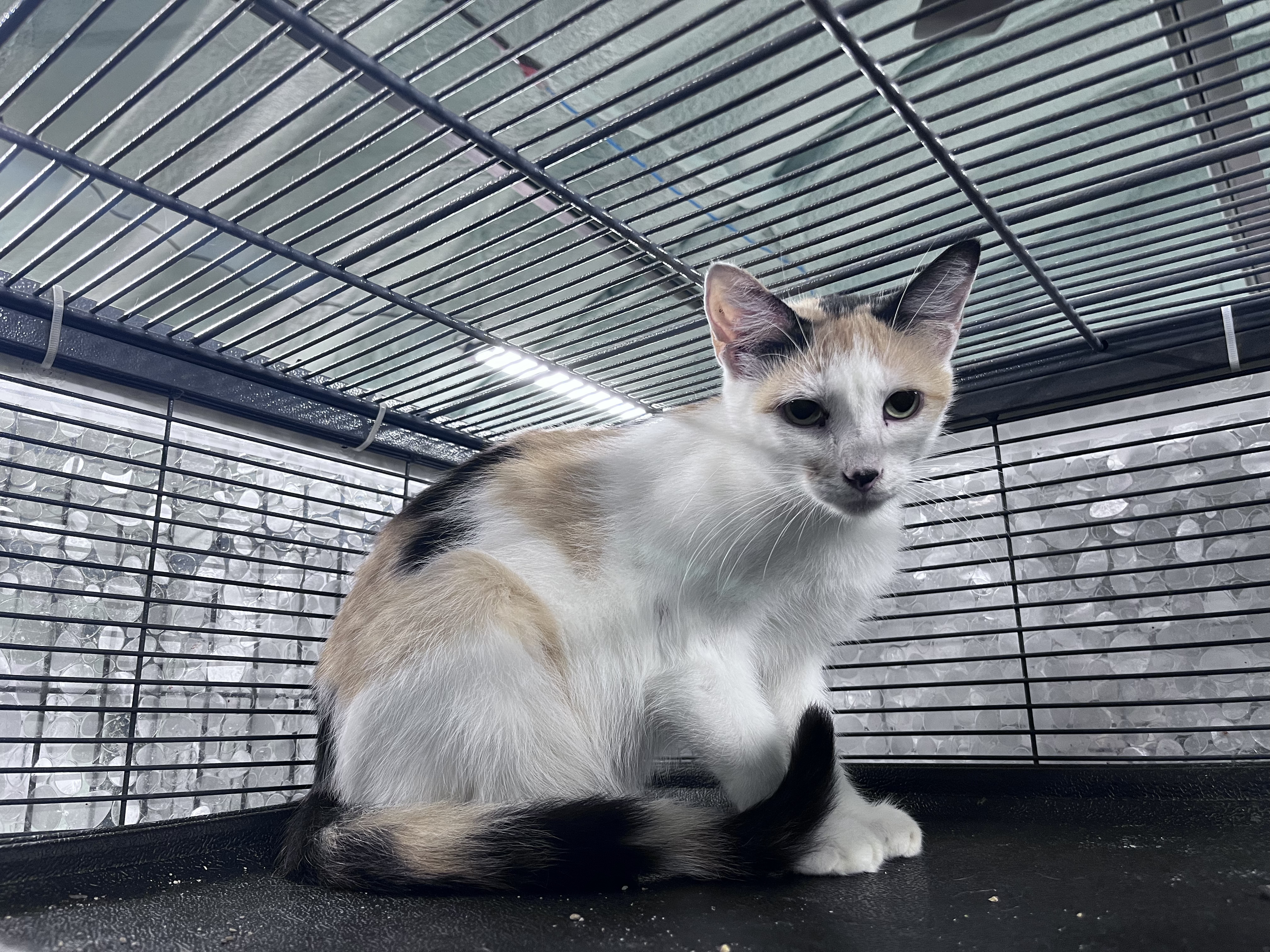 MERCEDES (bonded with BERT), a Adoptable Domestic Short Hair in Tillsonburg, ON image 6/6