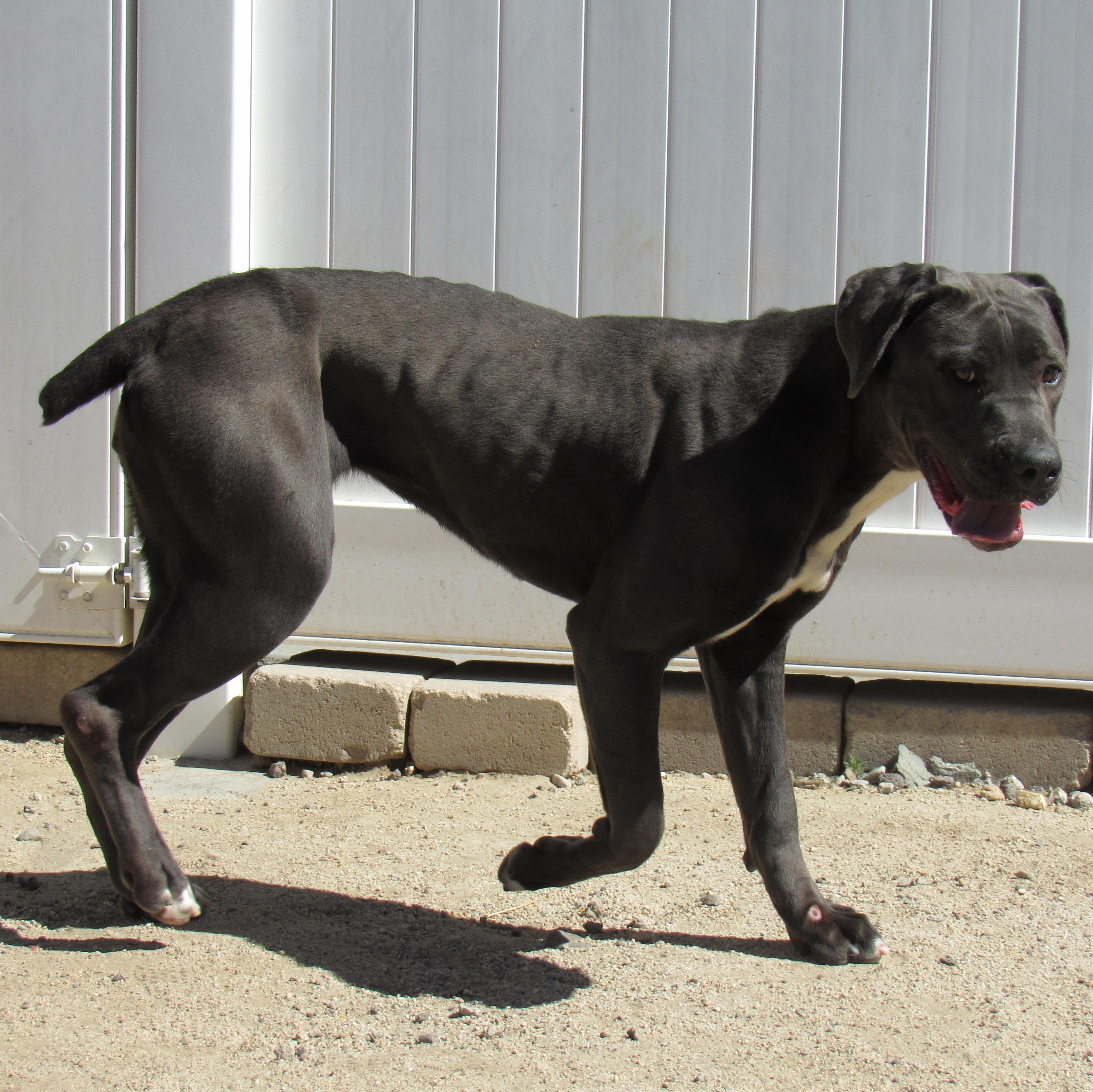 Big Bertha, Adoptable, Adult Female Great Dane & Chocolate Labrador Retriever.
