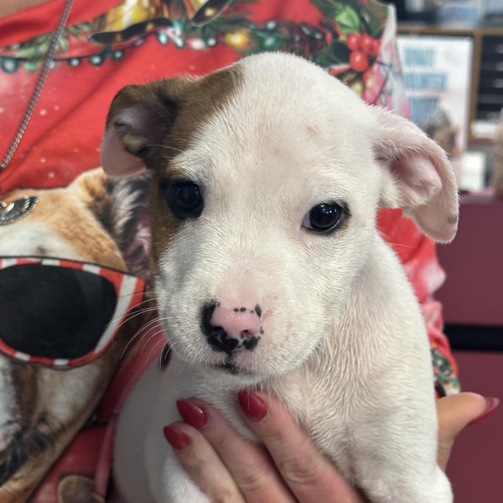 Burrata, Adoptable, Puppy Female Boxer & Pit Bull Terrier.