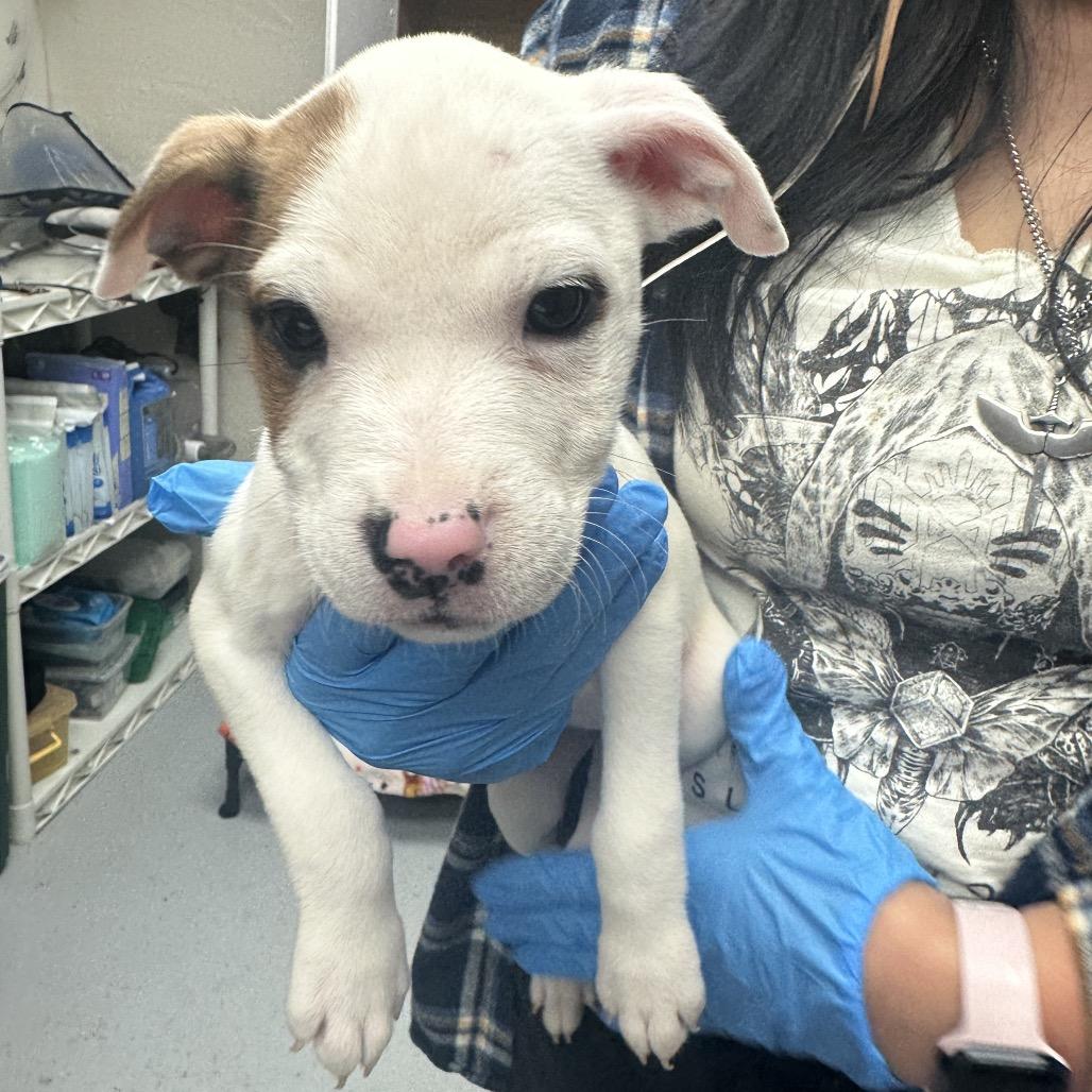 Enlarge Burrata, a Adoptable mixed breed in Uniontown, PA image 2/2