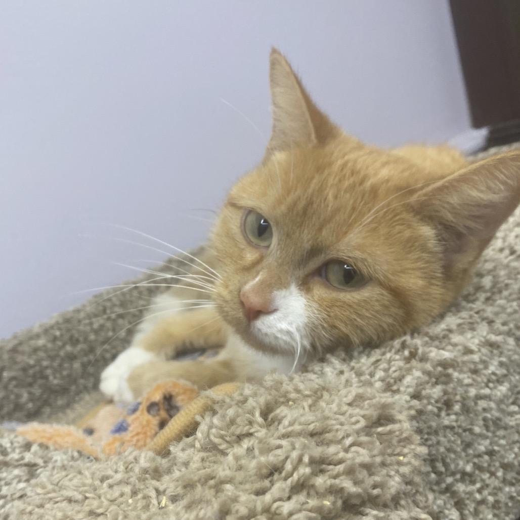 Nala, Adoptable, Adult Female Domestic Short Hair.