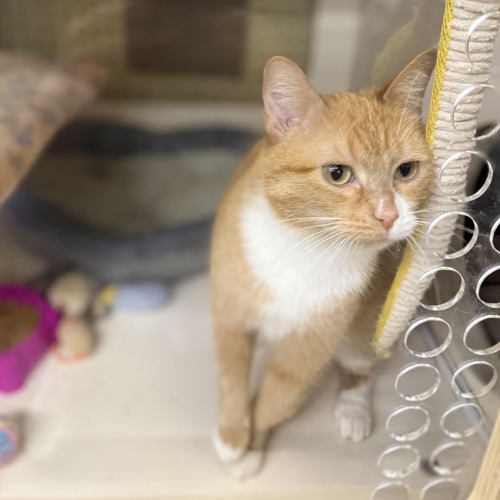 Enlarge Nala, a Adoptable Domestic Short Hair in Union, MO image 2/6