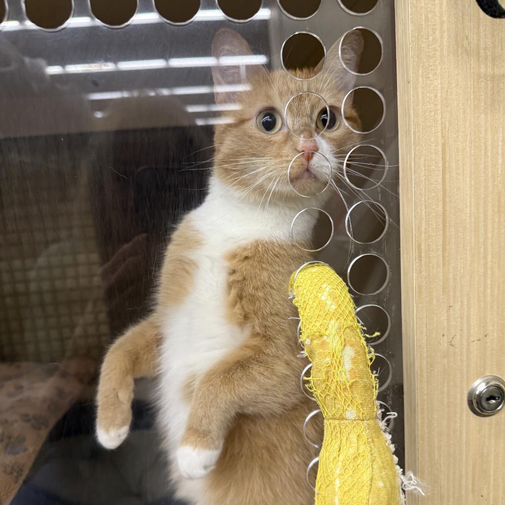 Enlarge Nala, a Adoptable Domestic Short Hair in Union, MO image 3/6