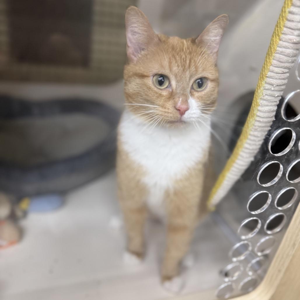 Enlarge Nala, a Adoptable Domestic Short Hair in Union, MO image 4/6