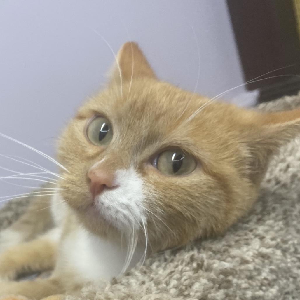 Enlarge Nala, a Adoptable Domestic Short Hair in Union, MO image 5/6