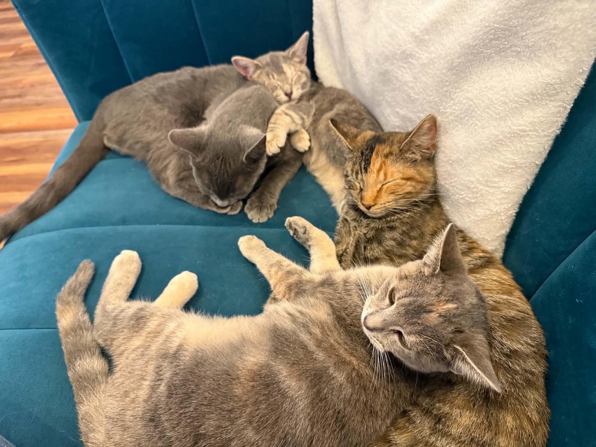 Enlarge Mira(cat cafe), a Adoptable Domestic Short Hair in West Lafayette, IN image 3/5