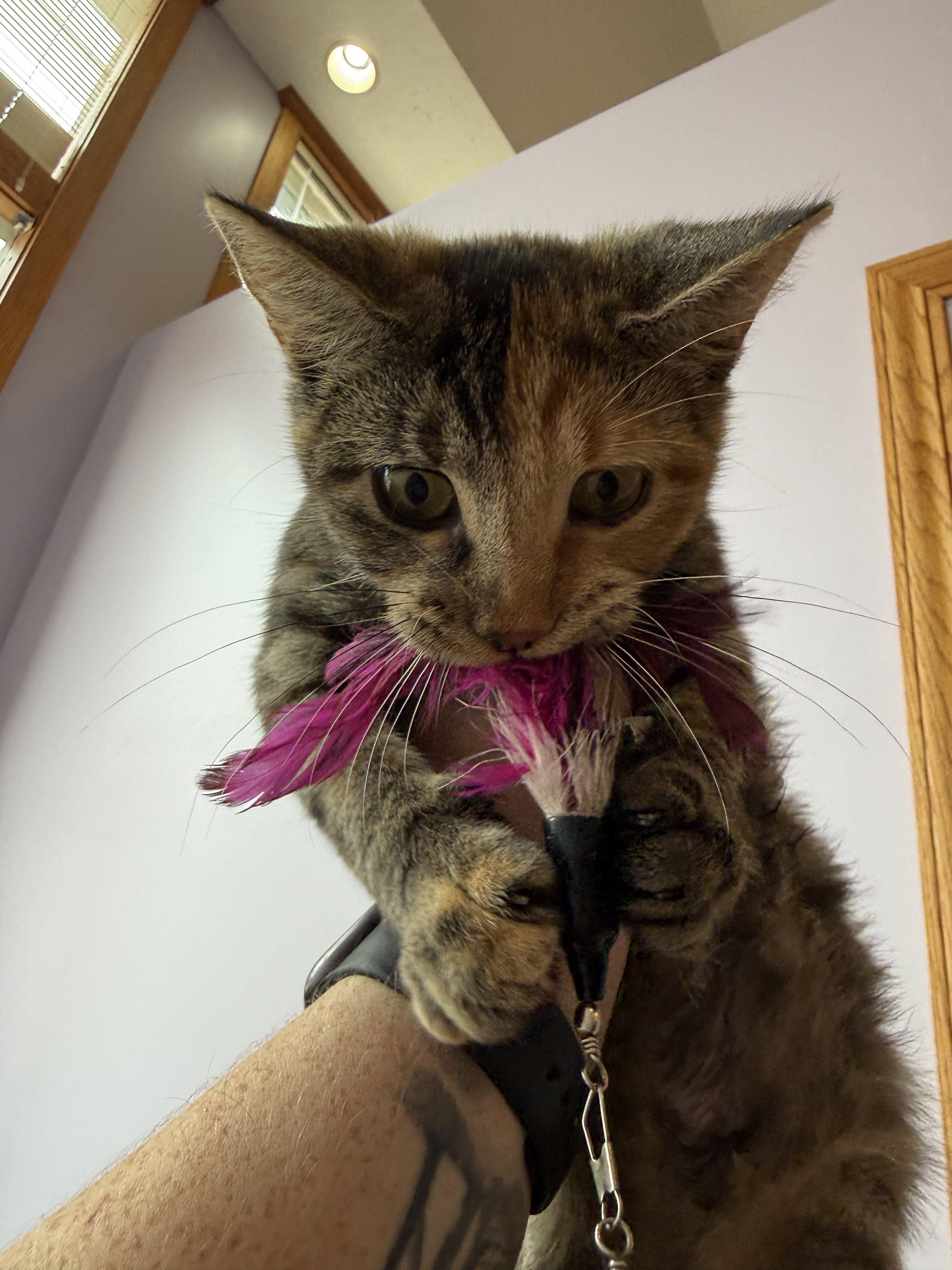 Enlarge Mira(cat cafe), a Adoptable Domestic Short Hair in West Lafayette, IN image 4/5