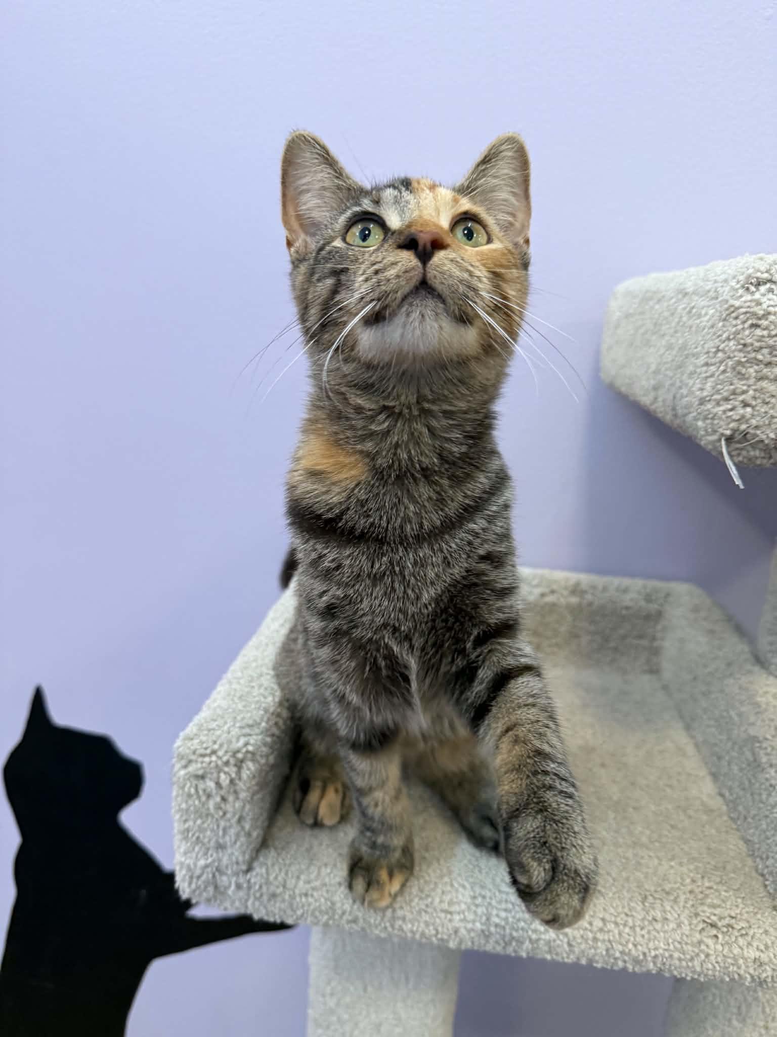 Enlarge Mira(cat cafe), a Adoptable Domestic Short Hair in West Lafayette, IN image 5/5