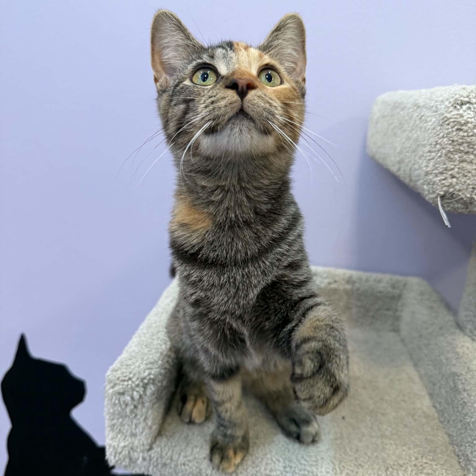 Mira(cat cafe), Adoptable, Kitten Female Domestic Short Hair.