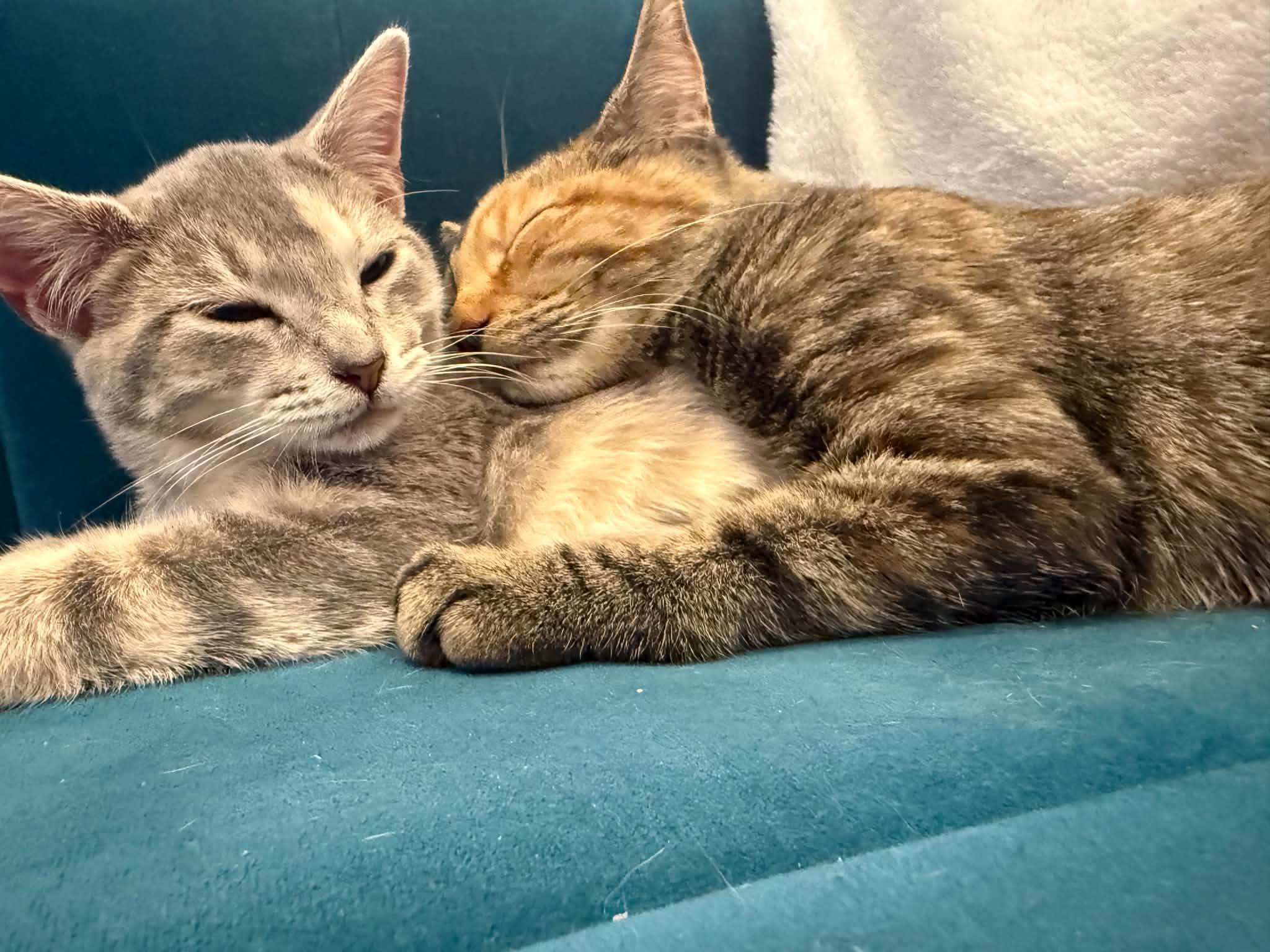 Enlarge Mira(cat cafe), a Adoptable Domestic Short Hair in West Lafayette, IN image 2/5