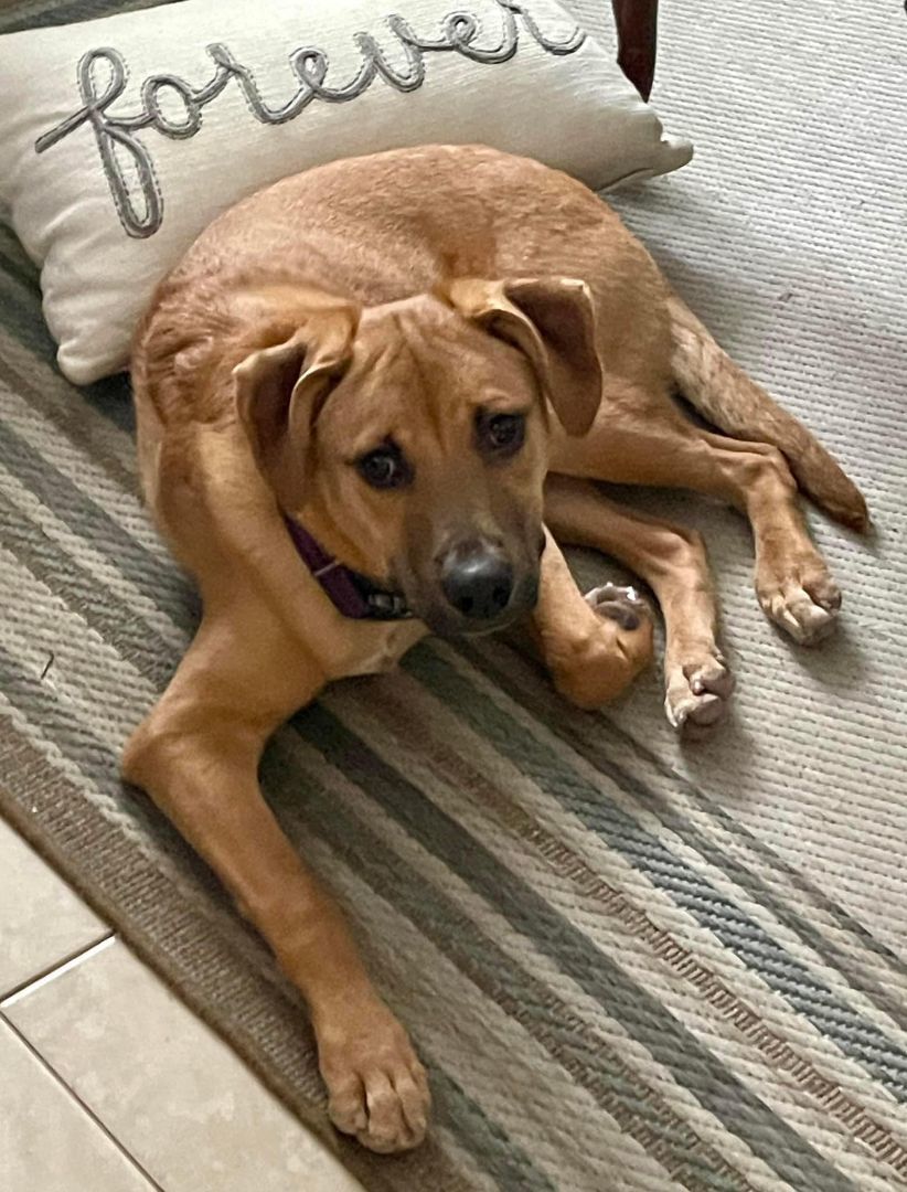 Rufus