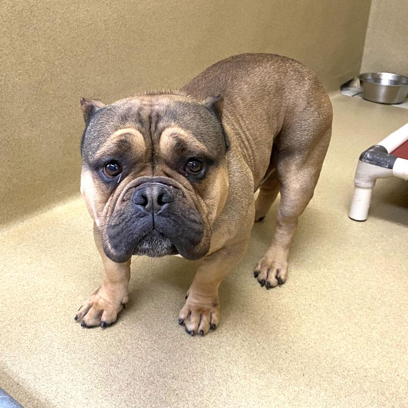 Bart #21749, ADOPTABLE, Adult Male Bulldog.