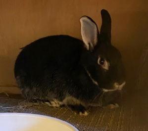 Ash, Adoptable, Young Male Silver Marten.