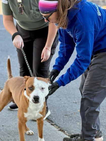 Enlarge Cider*, a Adoptable mixed breed in El Paso, TX image 1/3