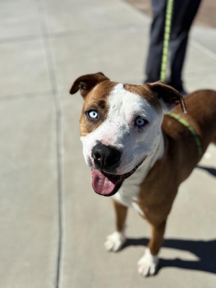 Cider*, Adoptable, Adult Male Pit Bull Terrier & Mixed Breed.