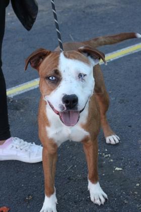 Enlarge Cider*, a Adoptable mixed breed in El Paso, TX image 3/3