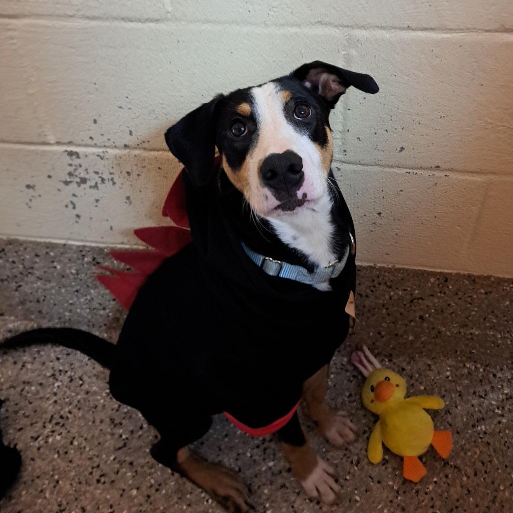 Joshua, a Adoptable Mixed Breed in Austin, TX image 1/3