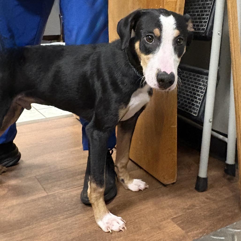 Joshua, a Adoptable Mixed Breed in Austin, TX image 2/3