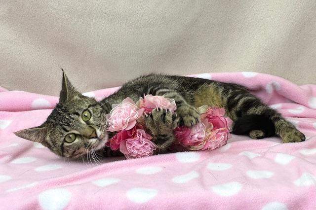 Sookie, ADOPTABLE, Young Female Domestic Short Hair.