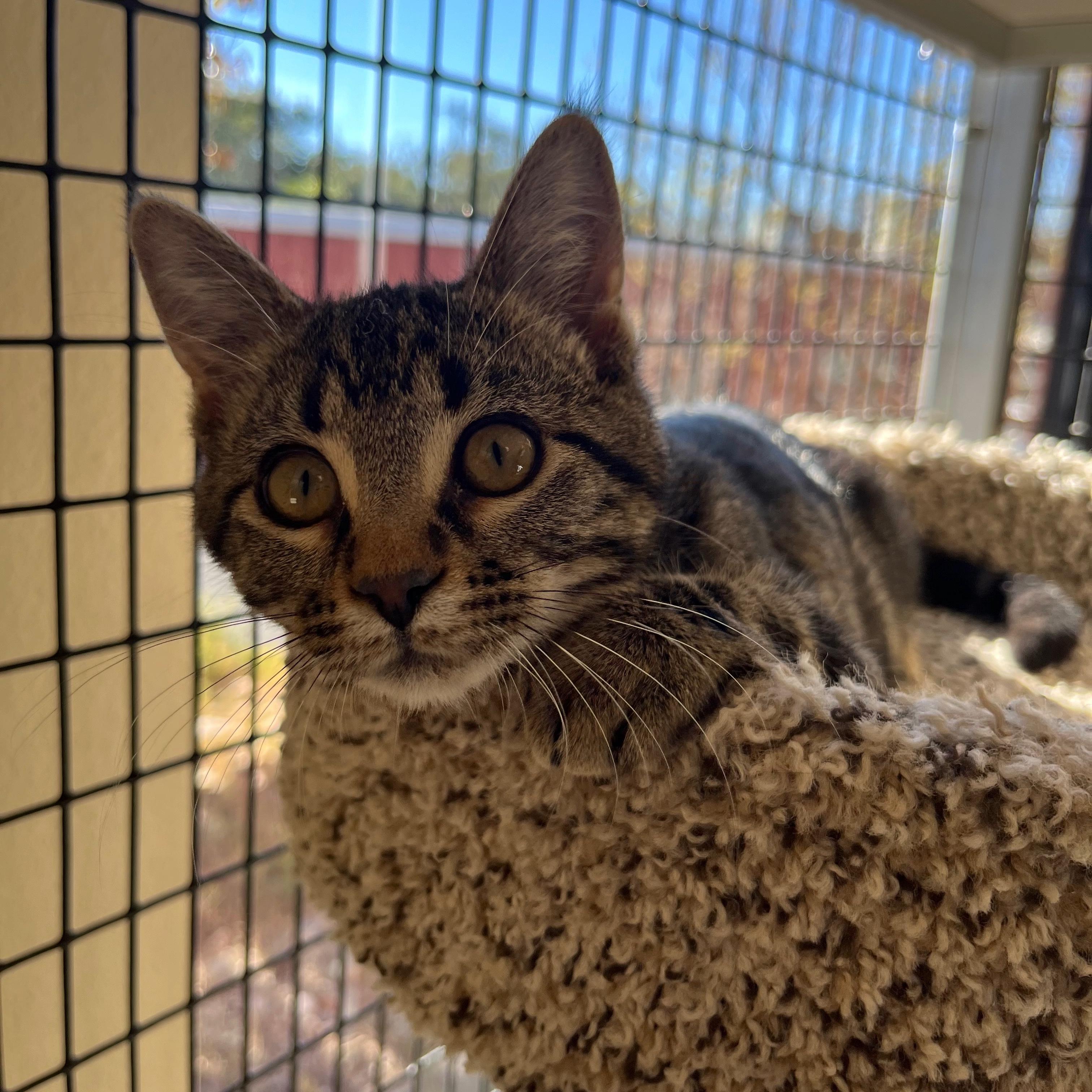 Enlarge Sookie, a ADOPTABLE mixed breed in Kerrville, TX image 1/1