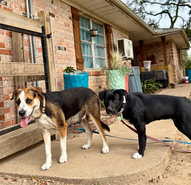 Perla Honey the Snuggle Ready Sweetheart