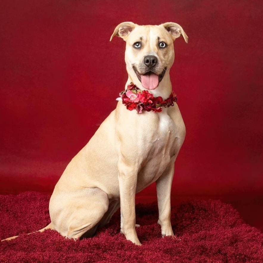 Scout — thumbnail 3