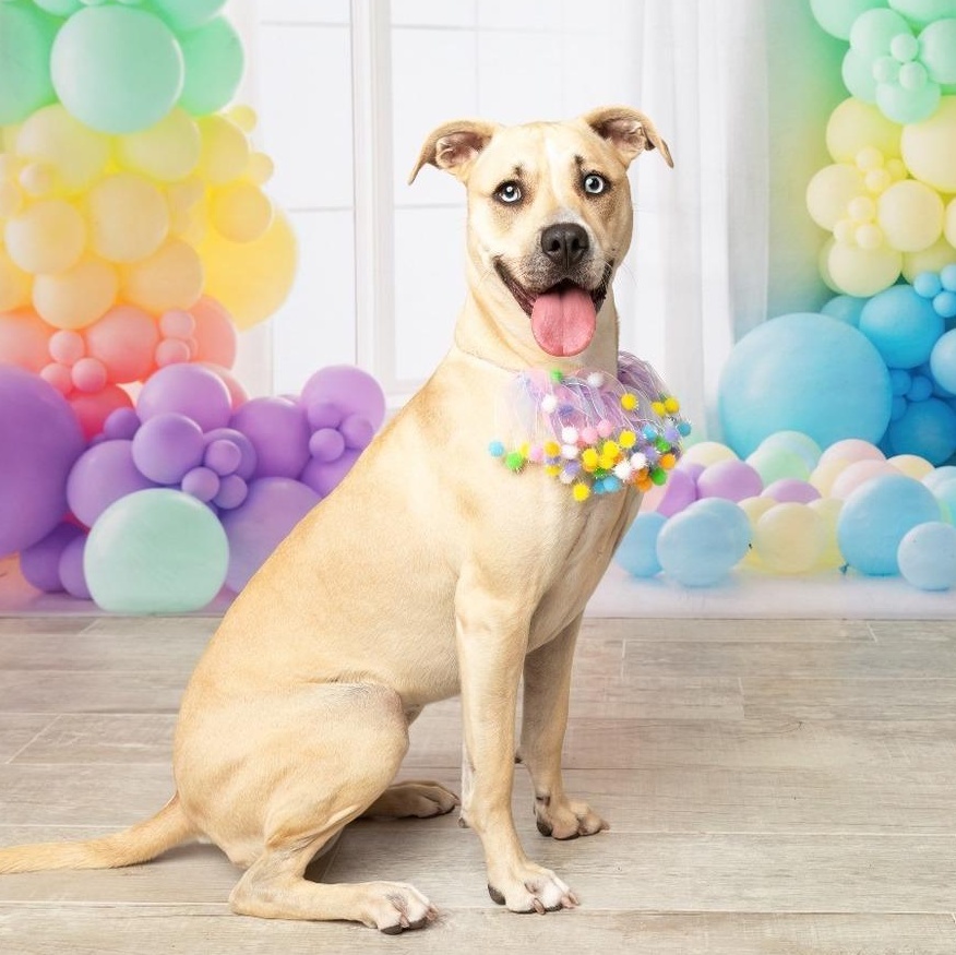 Scout — thumbnail 4