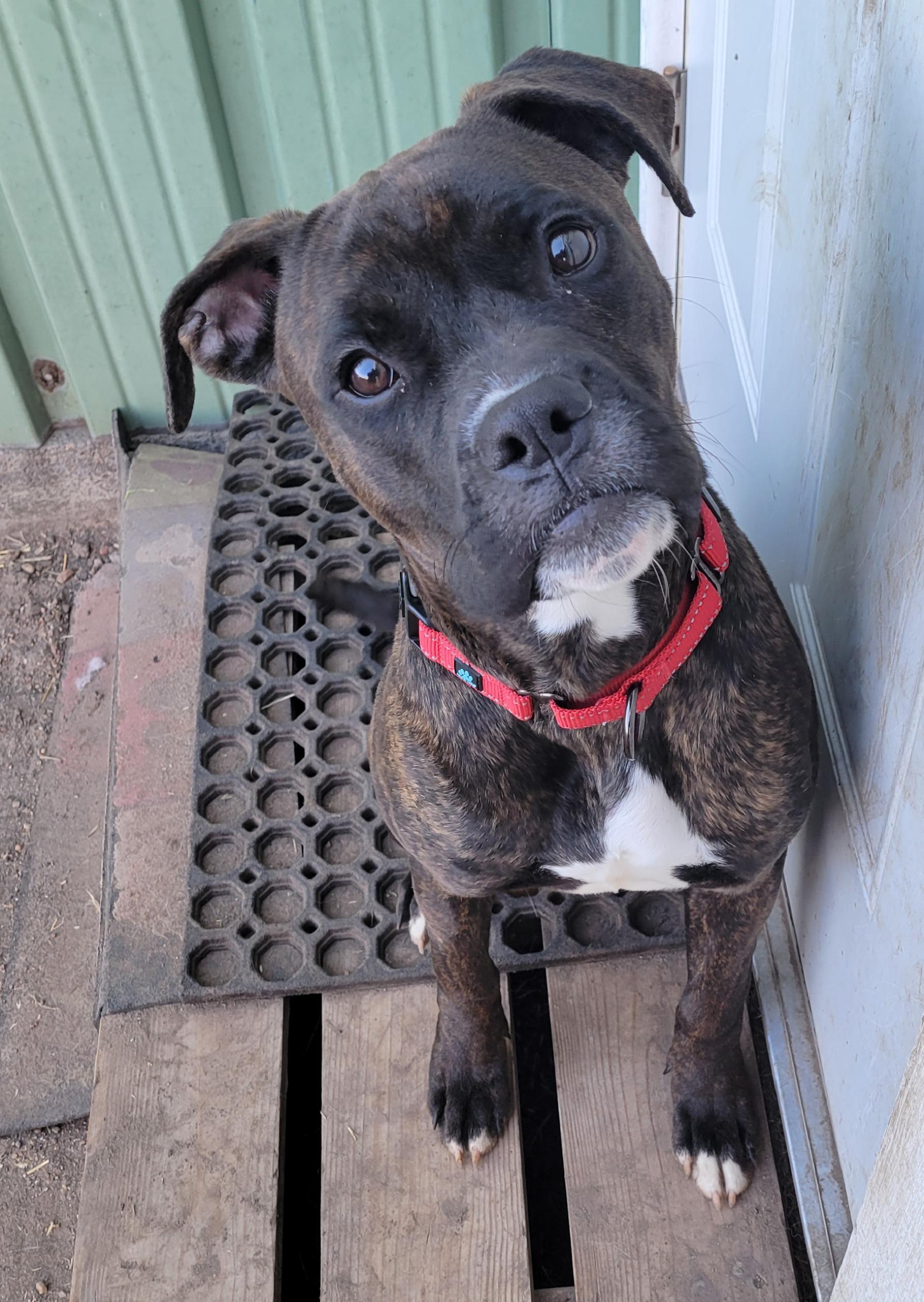 BlackJack, a Adopted mixed breed in Grand Island, NE image 1/2