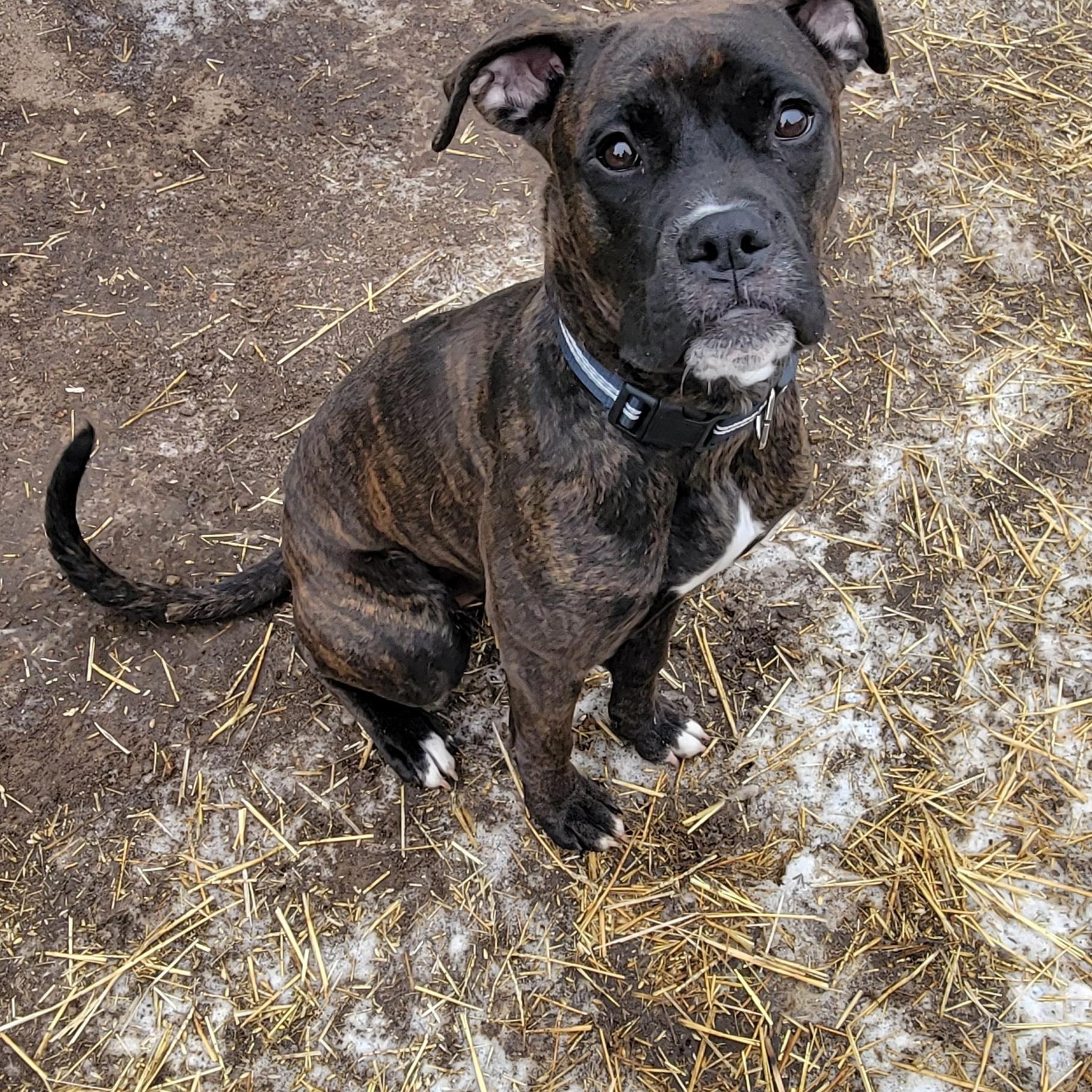 BlackJack, a Adopted mixed breed in Grand Island, NE image 2/2