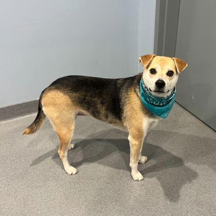 Enlarge Mia, a Adoptable mixed breed in Columbus, OH image 1/3