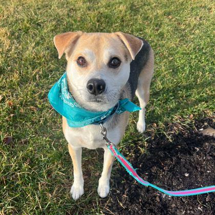 Enlarge Mia, a Adoptable mixed breed in Columbus, OH image 2/3