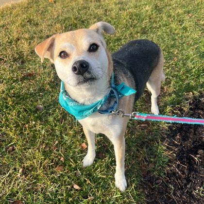 Enlarge Mia, a Adoptable mixed breed in Columbus, OH image 3/3