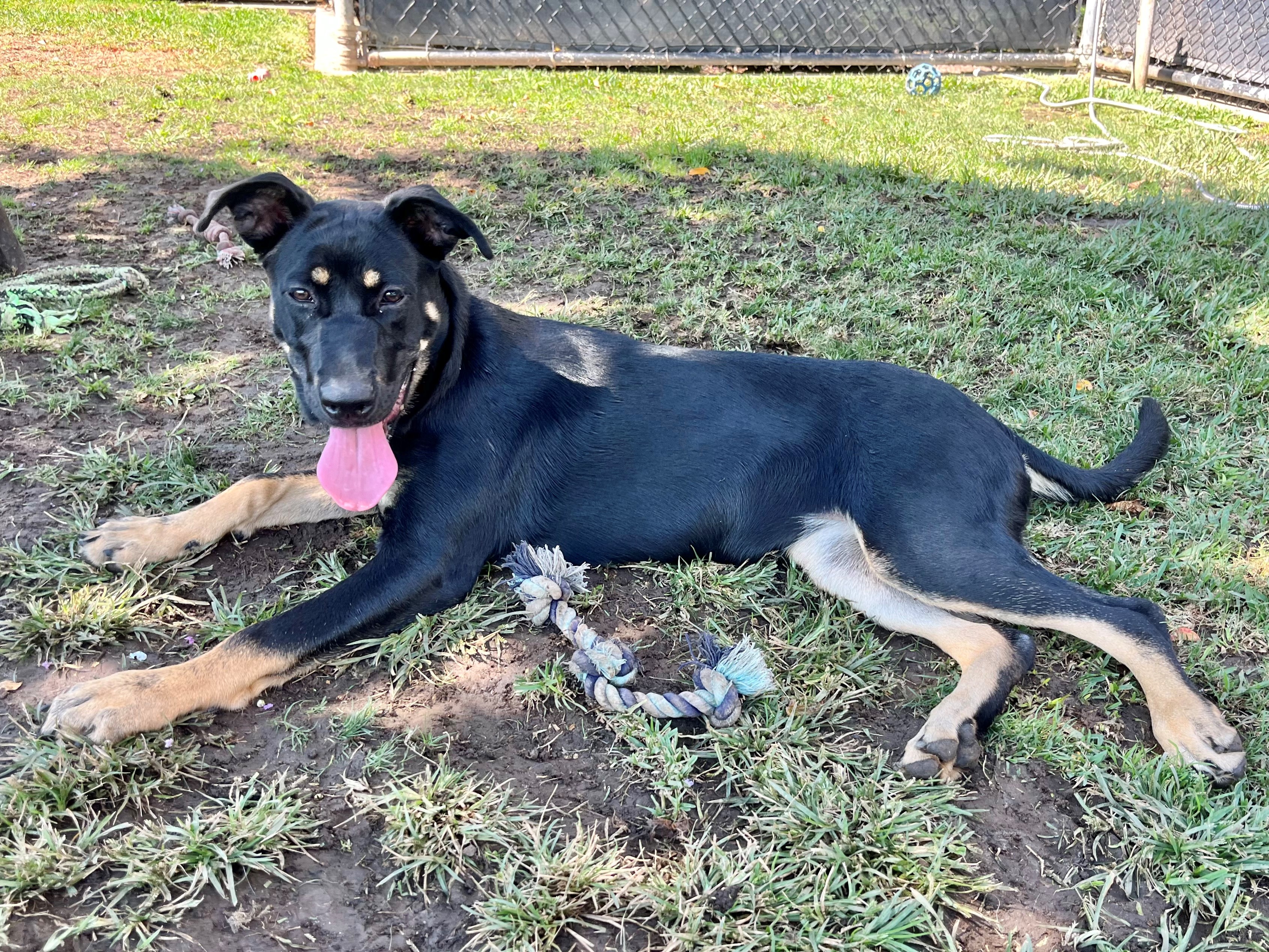 Dog for adoption Avery, a German Shepherd Dog & Doberman Pinscher Mix
