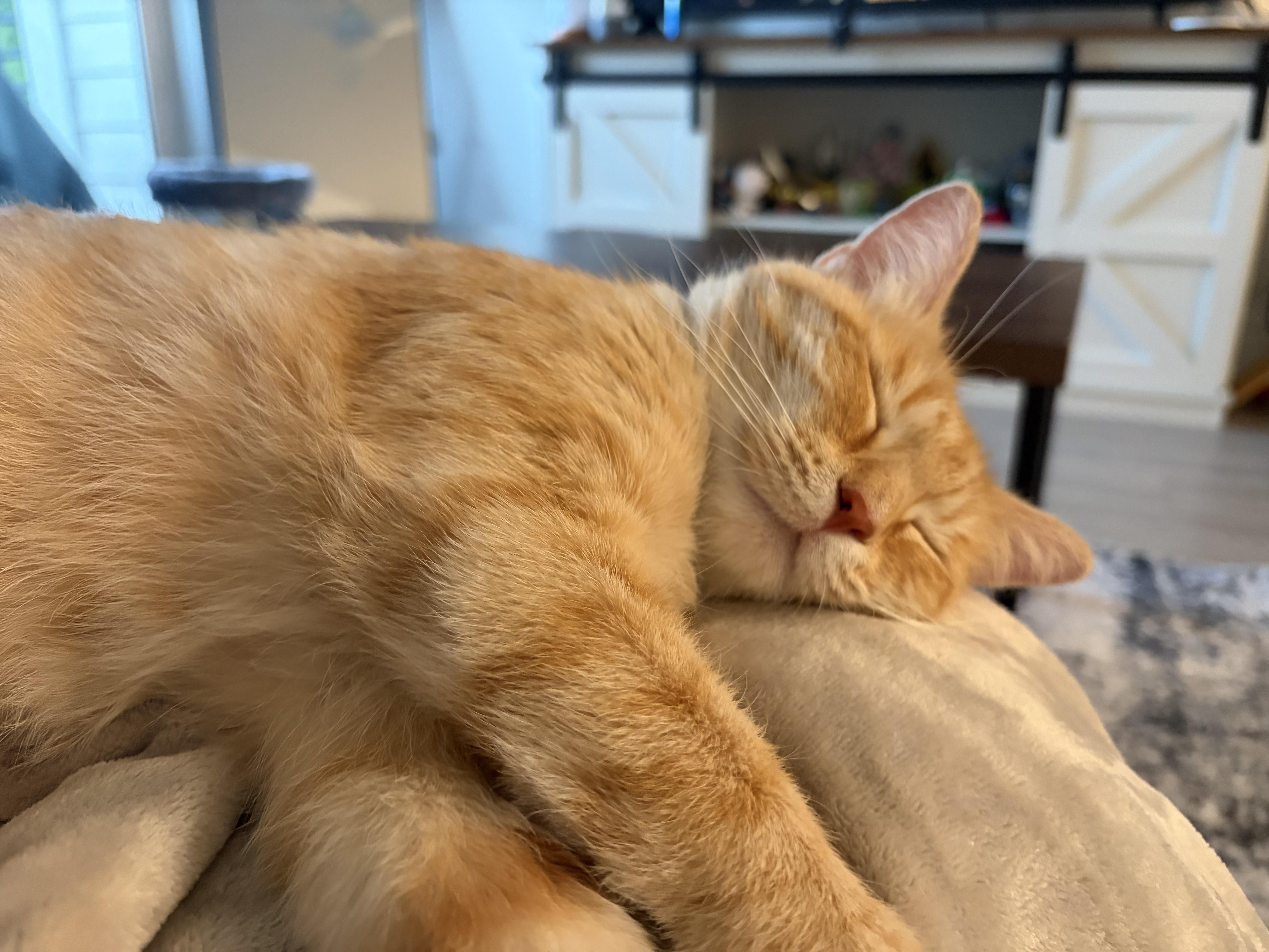 Margarita, a ADOPTABLE Manx in Indianapolis, IN image 6/6